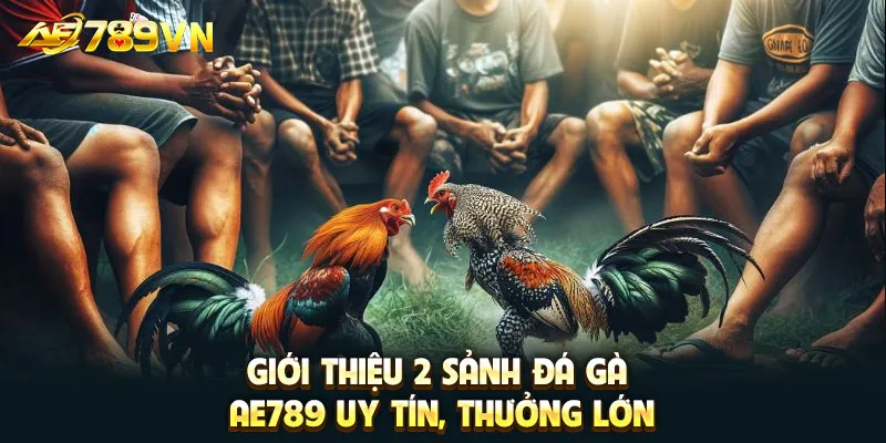 Giới thiệu 2 sảnh đá gà AE789 uy tín, thưởng lớn