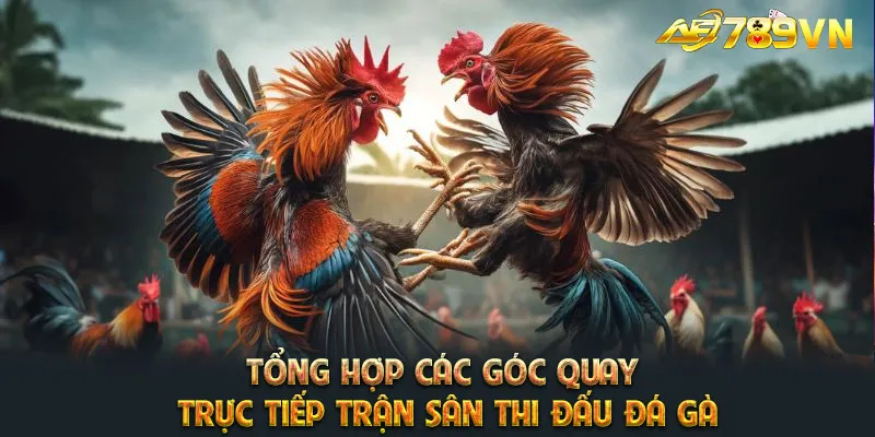 Tổng hợp các góc quay trực tiếp trận sân thi đấu đá gà